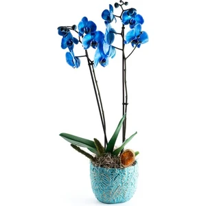 Köy Tohumları 30 Adet Tohum Mavi Orkide Çiçeği Tohumu Soğan Değildir Saksı Toprak Dir