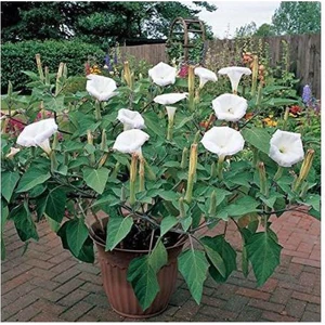 Köy Tohumları 50 Adet Tohum Gece Güzeli Çiçeği Tohumu Saksı Toprak