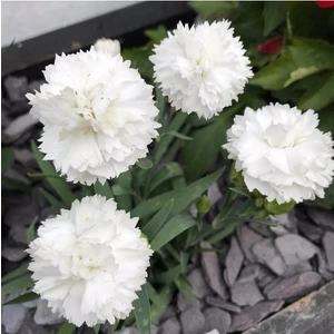 Köy Tohumları 100 Adet Tohum Nadir Beyaz Karanfil Çiçek Tohumu Karanfil Çiçeği Saksı Toprak