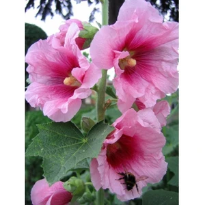 Köy Tohumları 30 Adet Tohum Nadir Kırmızı Gül Tohumu Bahçe Gülü Saksı Toprak Hediye