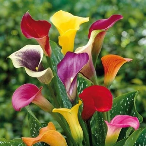 Köy Tohumları 25 Adet Tohum Calla Lily Çiçek Tohumu Afrika Çöl Çiçeği Calla Lily Çiçek Tohumu Saksı Toprak Hediyemiz