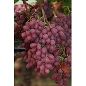 Ucuzluk Diyarı 1 Crimson Seedles Üzüm Fidanı Açık Köktür 40 50 cm Boy 2 Yaş