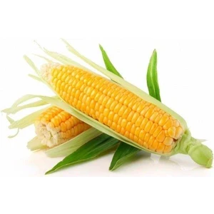 Karahasanoğlu Tarım Yerli Iri Tane Mısır Tohumu 500 gr