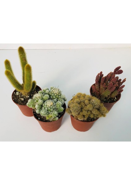 Egzotikbahçe Kaktüs Set 4’lü Büyük Boy 8,5cm Saksıda
