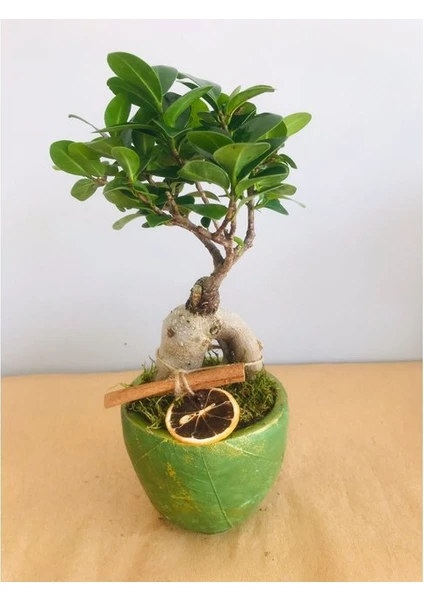 Yaprak Desenli Beton Saksıda Bonsai Tasarımı