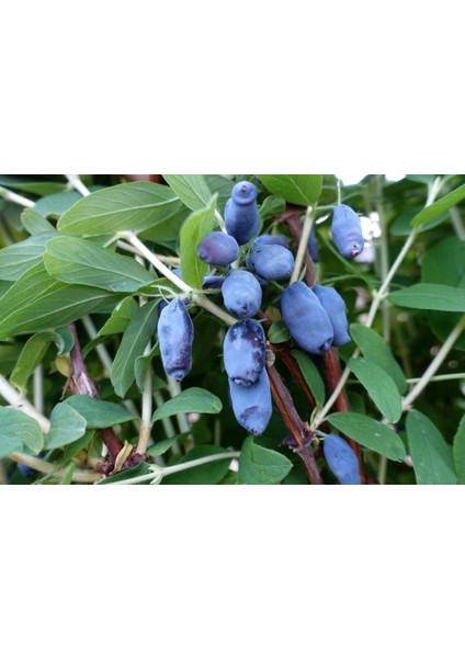 Bal Yemişi ( Honeyberry )