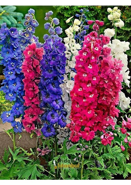 50 Adet Tohum Nadir Hazeran Çiçeği Tohumu Saksı Toprak