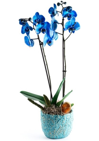 30 Adet Tohum Mavi Orkide Çiçeği Tohumu Soğan Değildir Saksı Toprak Dir