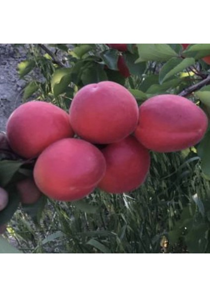 Tüplü Yüksek Verimli Zaiges Red Moon Kırmızı Kayısı Fidanı (10-30 Cm)