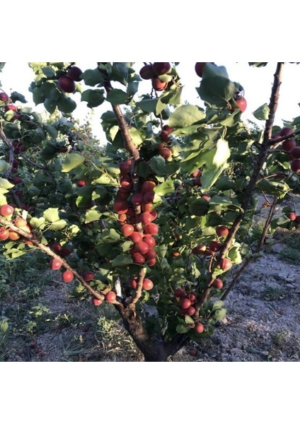 Tüplü Yüksek Verimli Zaiges Red Moon Kırmızı Kayısı Fidanı (10-30 Cm)