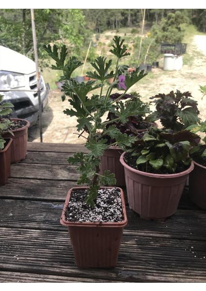 Saksılı Itır Fidanı Fidesi Gül Kokulu 10-20 cm