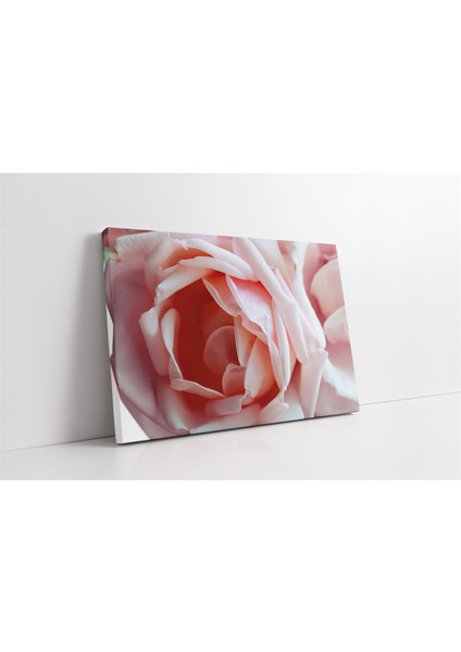 Peöbe Gül Makro Çekim Kanvas Tablo