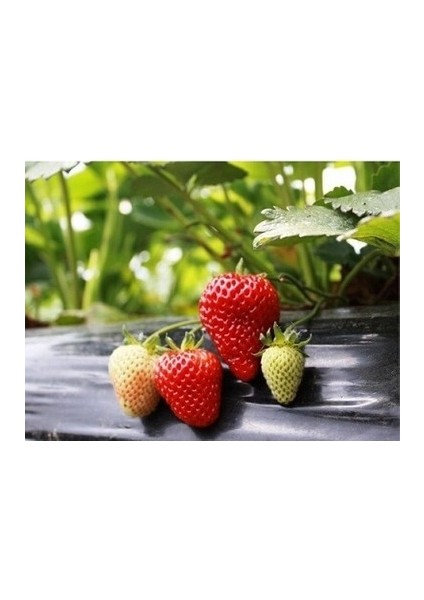 55 Adet Monterey Çilek Fidesi Açık Kök ve Taze Söküm