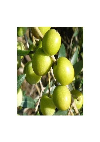 1 Adet Halhal Zeytin Fidanı Tüplüdür 50 60 cm Boy 1,5 Yaş