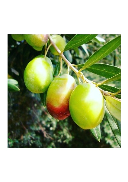 Memecik Zeytin Fidanı Tüplüdür 50 60 cm Boy 1,5 Yaş