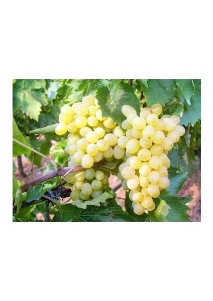 S1 Üzüm Fidanı Açık Kök 40 50 cm Boy 2 Yaş