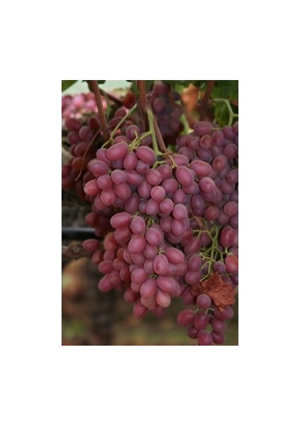 1 Crimson Seedles Üzüm Fidanı Açık Köktür 40 50 cm Boy 2 Yaş