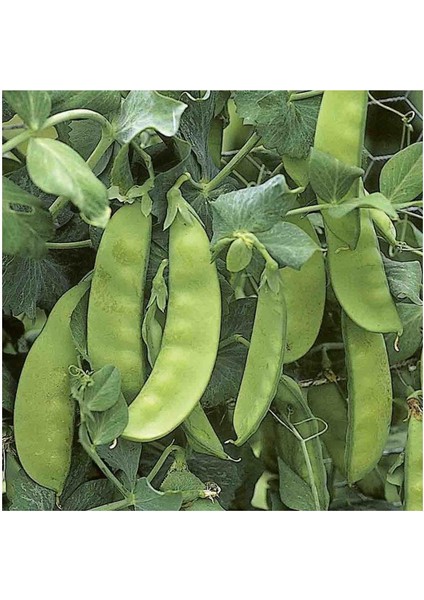 Yerli Yaprak Bezelye Tohumu 50 gr (Takribi 150 Tohum)