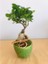 Yaprak Desenli Beton Saksıda Bonsai Tasarımı 1