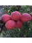 Tüplü Yüksek Verimli Zaiges Red Moon Kırmızı Kayısı Fidanı (10-30 Cm) 1