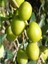 1 Adet Halhal Zeytin Fidanı Tüplüdür 50 60 cm Boy 1,5 Yaş 1
