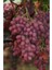 1 Crimson Seedles Üzüm Fidanı Açık Köktür 40 50 cm Boy 2 Yaş 1