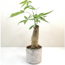 Pachira Bonsai Para Ağacı Beyaz Saksılı