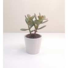 Para Çiçeği Crassula Ovata Sukulent