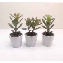 Para Çiçeği 3'lü Crassula Ovata Sukulent