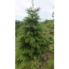 Dh Store Yeşil (Doğu) Ladin Çam Fidanı 40-50-60 cm Tüplü