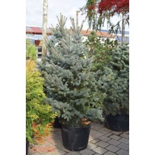 Dh Store Yeşil (Doğu) Ladin Çam Fidanı 40-50-60 cm Tüplü