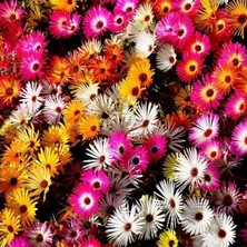 Farm Life Karışık Renkli Buz Çiçeği Tohumu (50 Tohum)