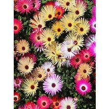 Farm Life Karışık Renkli Buz Çiçeği Tohumu (50 Tohum)
