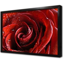 Tablosan Kırmızı Gül Yakın Çekim Çerçeveli Cam Tablo
