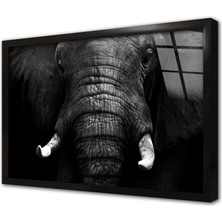 Tablosan Siyah Beyaz Fil Çerçeveli Cam Tablo