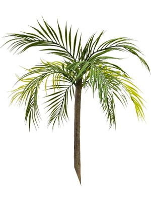 Hediye Vitrini Doğal Odun Da Palmiye Ağacı Bahçe Dekoru Saksısız Palmiye 60 cm