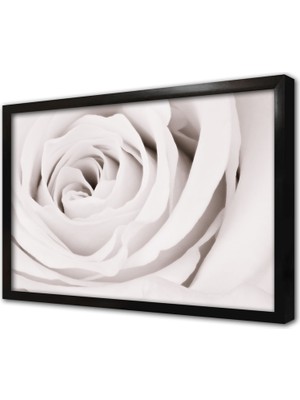 Tablosan Gülün Saflığı Çerçeveli Cam Tablo