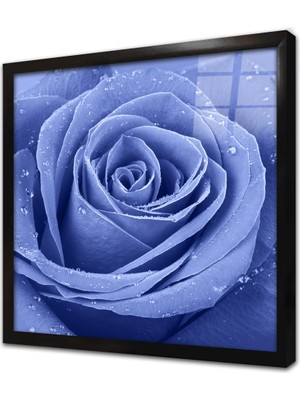 Tablosan Gül ve Üzerindeki Su Damlacıkları Çerçeveli Cam Tablo