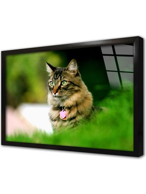 Tablosan Kedi Çerçeveli Cam Tablo