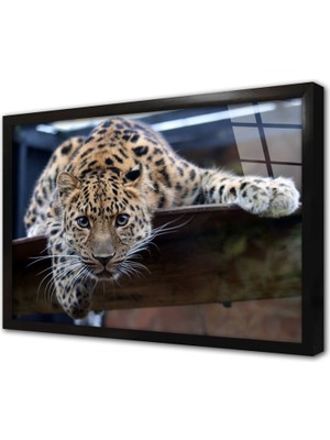 Tablosan Vahşi Doğa Kartal Çerçeveli Cam Tablo