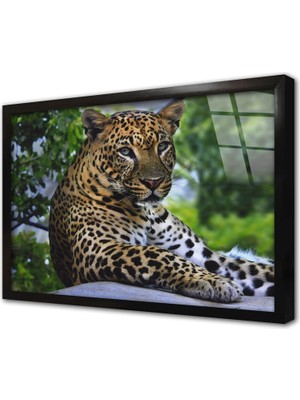 Tablosan Vahşi Doğa Kaplan Çerçeveli Cam Tablo