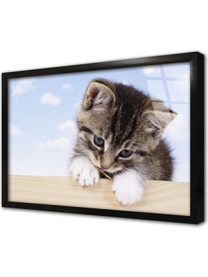 Tablosan Kedi Yavrusu Çerçeveli Cam Tablo