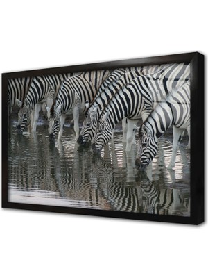 Tablosan Zebra Sürüsü Çerçeveli Cam Tablo