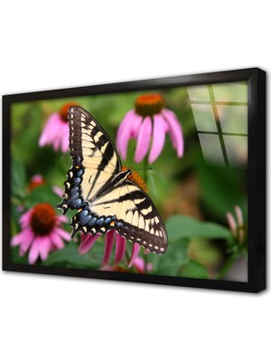 Tablosan Kelebek Çerçeveli Cam Tablo