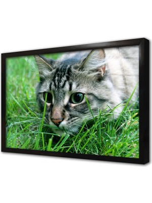 Tablosan Kedi Çerçeveli Cam Tablo