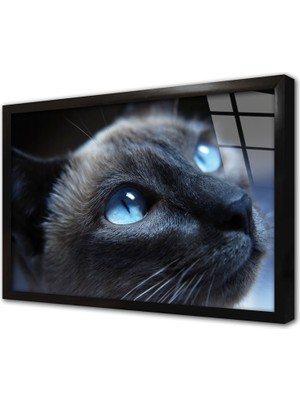 Tablosan Gri Kedi Çerçeveli Cam Tablo