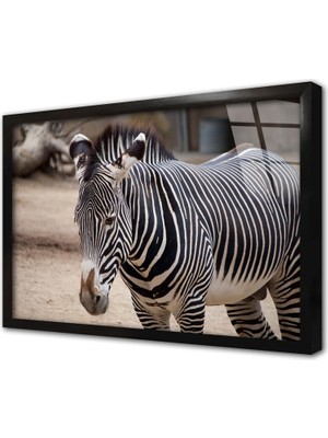 Tablosan Zebra Çerçeveli Cam Tablo