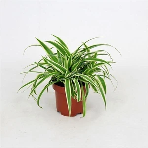 Kurdele Kordele Çiçeği 10-20 cm Chlorophytum Comosum