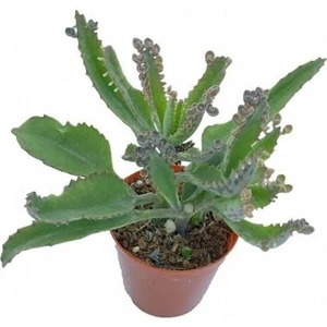 Aşkın Gözyaşları Çiçeği 15-25 cm Kalanchoe Daigremontiana Echeveria