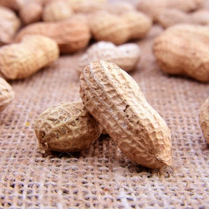 Kavrulmuş Kabuklu Fıstık 250GR